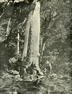 Australia Oceania Gallery: Eurobin Falls, Buffalo Mountains, 1901. Creator: Unknown