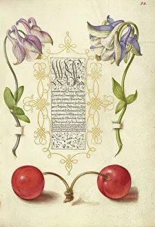 Cherry Prints: European Columbines and Sweet Cherry