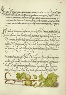 European Currant; Mira calligraphiae monumenta, 1561-1562; illumination added 1591-1596. Creator: Joris Hoefnagel