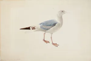 Laridae Prints: European Herring Gull, 1835. Creator: Magnus von Wright