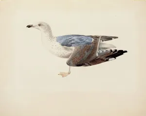 1837 Prints: European Herring Gull, 1837. Creator: Magnus von Wright