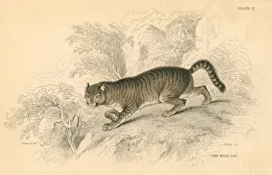 Tabby Prints: European wild cat (Felis silvestris), 1828
