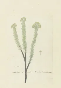 Tiny Prints: Euryops lateriflorus (L.f.) DC. (Cape gumtree), 1777-1786. Creator: Robert Jacob Gordon