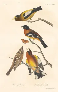 Evening Grosbeak and Spotted Grosbeak, 1837. Creator: Robert Havell