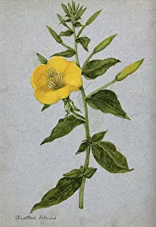 Single Stem Prints: Evening primrose (Oenothera biennis): flowering stem. Creator: Unknown