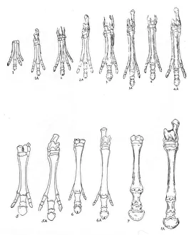 Evolution of the horse, c1920 Evolution of the horse, c1920
