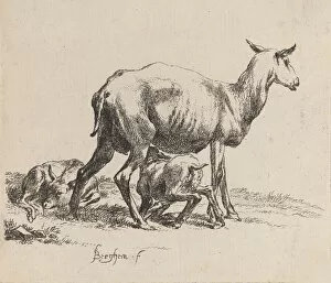 Ewe Nursing Her Lamb. Creator: Nicolaes Berchem
