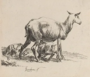Nicolaes Berghem Prints: Ewe Nursing Her Lamb. Creator: Nicolaes Berchem