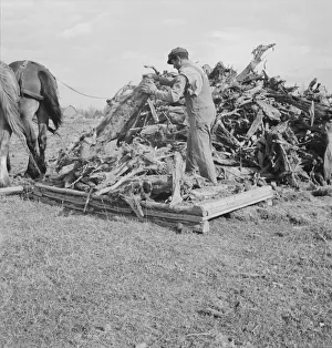 Ex-mill worker clears eight-acre field after bulldozer... Boundary County, Idaho, 1939. Creator: Dorothea Lange