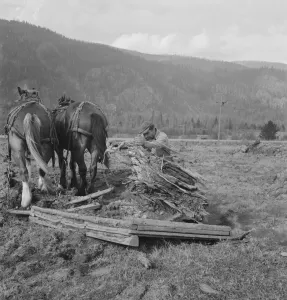 Ex-mill worker clears eight-acre field after bulldozer has pulled... Boundary County, Idaho, 1939. Creator: Dorothea Lange
