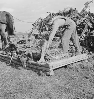 Ex-mill worker clears eight-acre field after bulldozer has pulled... Boundary County, Idaho, 1939. Creator: Dorothea Lange