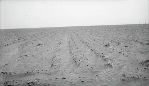 Soil Prints: An example of how listing soil into furrows helps impede erosion