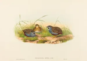 Excalftoria minima (Blue-breasted Quail). Creators: John Gould, Henry Constantine Richter