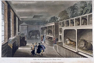 Feline Collection: Exeter Change, Westminster