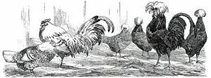 Exhibition of the Birmingham and Midland Counties Agricultural Association...1850. Creator: Harrison Weir