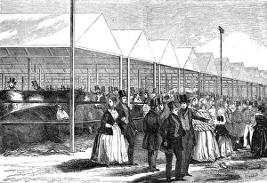 Southampton Hampshire England Prints: Exhibition of cattle at the meeting of the Royal Agricultural Society at Southampton