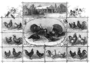 Rooster Prints: Exhibition of poultry at the Jardin d'Acclimatation, Paris, 1868. Creator: Unknown
