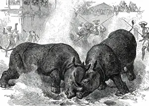 Horns Prints: Exhibition of Rhinoceros-Fighting at Baroda, 1876. Creator: Unknown