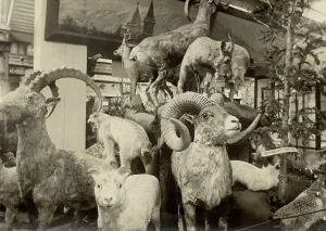 Horns Prints: Exhibits of the West Siberian Imperial Russian Geographical Society - Animal world