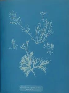 Earliest Prints: Exillaria crystallinum parasitic, ca. 1853. Creator: Anna Atkins