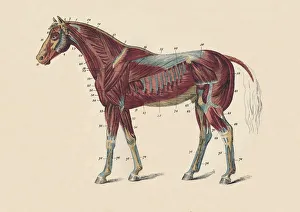 Tendon Prints: External Muscles and Tendons of the Horses Body, c1879. Creator: Unknown