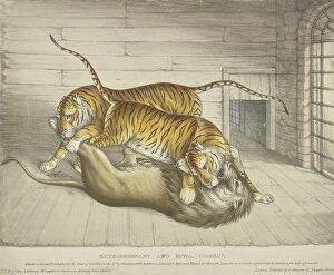 Anon Anon Anonymous Gallery: Extraordinary and Fatal Combat...between a lion and a tiger and tigress... Tower of London, 1830