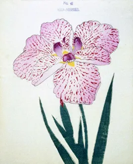 Ezo-Nishiki, No41