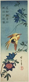 Clematis Prints: (Facsimile?) Black-naped oriole and clematis, 1840s. Creator: Ando Hiroshige