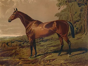 Samuel Sidney Prints: Fair Nell, c1879. Creator: Unknown