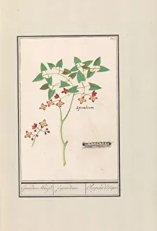 Caterpillar Prints: Fairy flower (Epimedium alpinum), 1596-1610. Creators: Anselmus de Boodt, Elias Verhulst