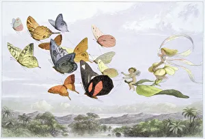 The Fairy Queens Carriage, c1870. Artist: Richard Doyle