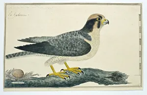 Talon Prints: Falco biarmicus (Lanner falcon), 1777-1786. Creator: Robert Jacob Gordon