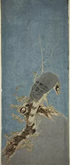 Kakejiku Collection: Falcon Perched on a Tree, c. 1785. Creator: Isoda Koryusai