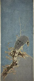 Predator Prints: Falcon Perched on a Tree, c. 1785. Creator: Isoda Koryusai