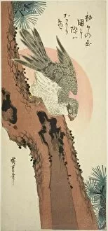 Ichiyusai Hiroshige Collection: Falcon on a Pine Tree with the Rising Sun, c. 1835. Creator: Ando Hiroshige
