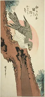 Pines Prints: Falcon on a Pine Tree with the Rising Sun, c. 1835. Creator: Ando Hiroshige