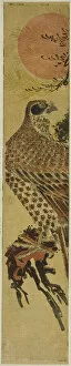 Perched Gallery: Falcon at Sunrise, c. 1775. Creator: Isoda Koryusai