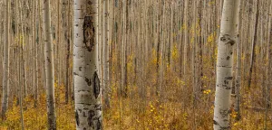 View Through Gallery: Fall in the Birch Forest. Creator: Dorte Verner