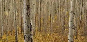 Photojournalism Prints: Fall in the Birch Forest. Creator: Dorte Verner