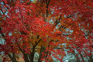 Branches Collection: Fall Majestic. Creator: Viet Chu