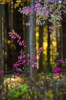 Botany Collection: Fall Whimsical. Creator: Viet Chu