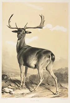 Animals And Pet Prints: Fallow Deer. Creator: William Barraud (British, 1810-1850); Henry Barraud (British