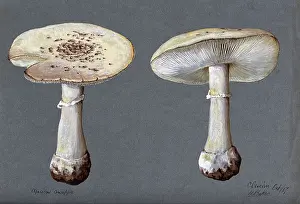 Mycology Prints: The false death cap fungus (Amanita citrina): two fruiting bodies, 1887. Creator: R Baker