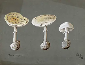 Mycology Prints: False death cap fungus (Amanita citrina): three fruiting bodies, 1895. Creator: Unknown