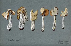 Mycology Prints: A false morel fungus (Helvella crispa): six fruiting bodies, 1892. Creator: R Baker