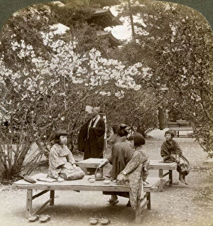 A family enjoying a picnic under the cherry blossoms, Omuro Gosho, Kyoto, Japan, 1904.Artist: Underwood & Underwood