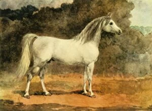 Baroness Wentworth Gallery: A Famous Arabian Stallion, c1870s, (1944). Creator: Anne Blunt