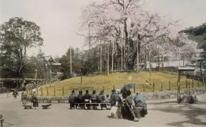 Admiring Gallery: The famous cherry tree at Maruyama, Kyoto 1890 s. Creator: Japanese Photographer (19th Century)