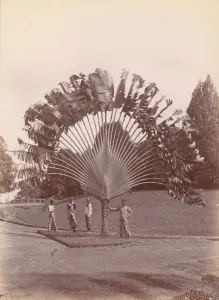 Singapore Prints: Fan Palm, Singapore, 1860s-70s. Creator: Unknown