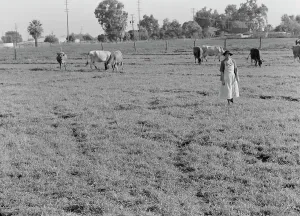 This farm of twelve acres operated as a prune ranch, Tulare County, California, 1938. Creator: Dorothea Lange